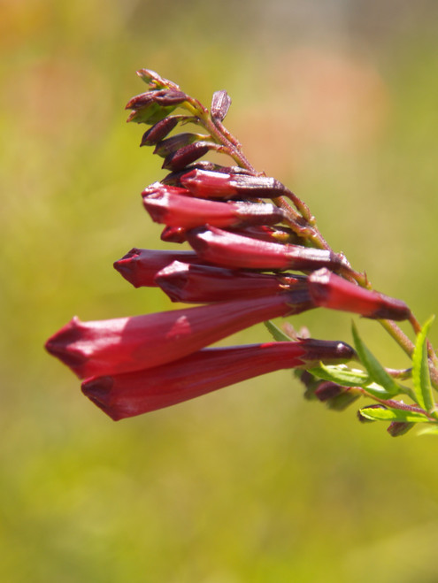 Tecoma x Crimson Flare flowers close-up