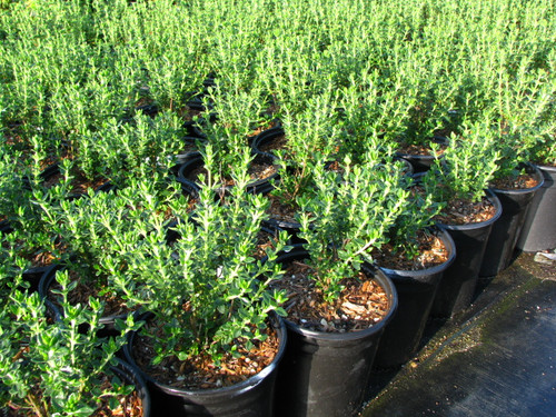 Teucrium chamaedrys foliage/landscape/habit