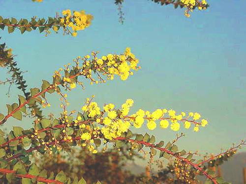 Acacia pravissima 1g