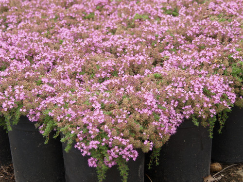 Thymus praecox 'Pink Chintz' 4"