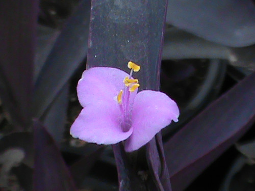 Tradescantia pallida 'Purple Heart' flower close-up