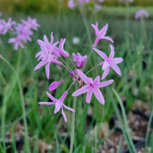 Tulbaghia violacea flower close-up/flowers