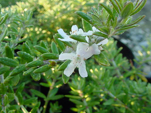 Westringia fruticosa flowers close-up