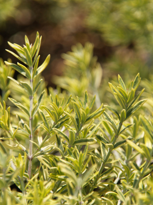 Westringia 'Wynyabbie Highlight' foliage close-up