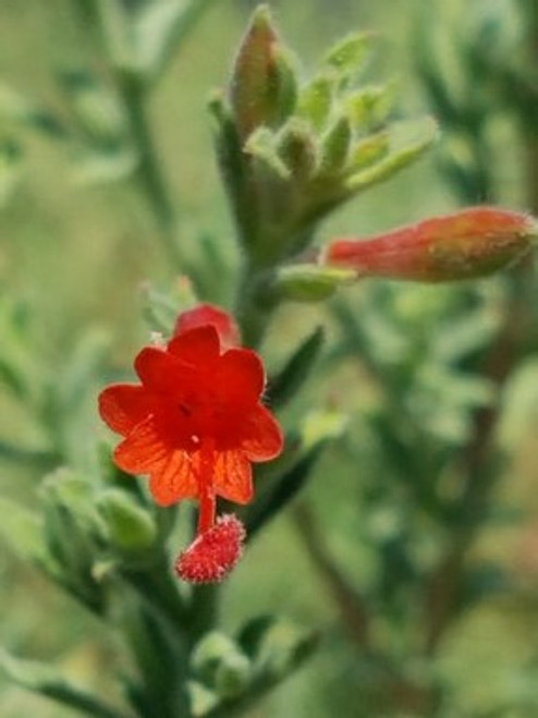 Zauschneria californica (Epilobium canum) flower close-up