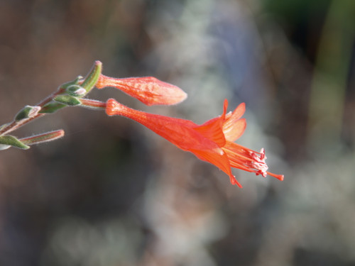 Zauschneria (Epilobium) c. 'Catalina' flower close-up