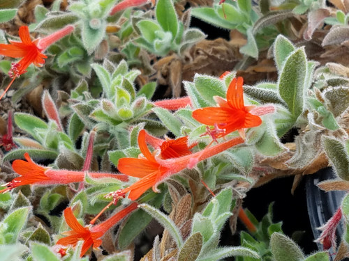 Zauschneria c. latifolia 'Everett’s Choice' (Epilobium) flower close-up