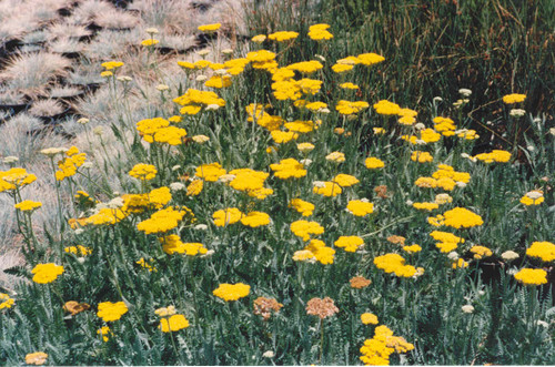 Achillea filipendulina 'Coronation Gold' flowers