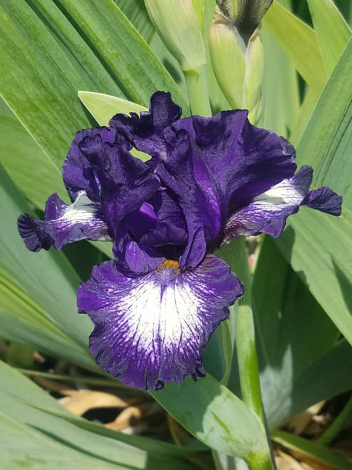 Iris g. 'Low Ho Silver' (Bearded Iris - Intermediate - White)