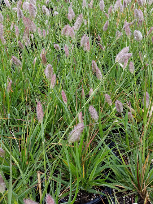 Pennisetum messiacum 5g