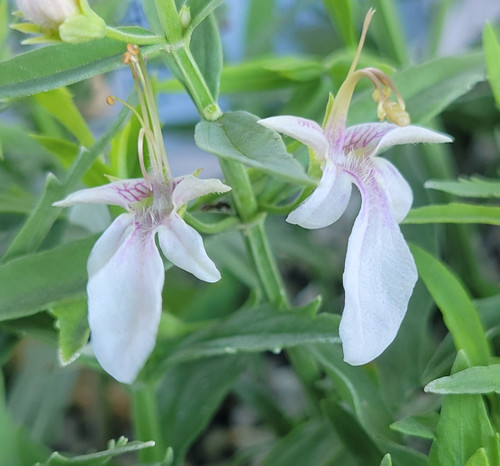 Teucrium glandulosum Cedros Island Germander flowers close-up