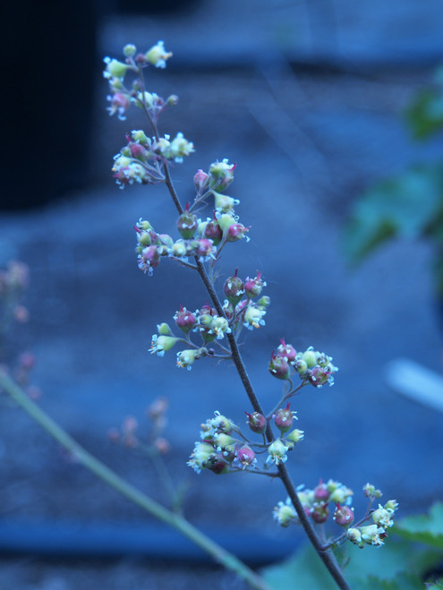 Heuchera maxima flower close-up