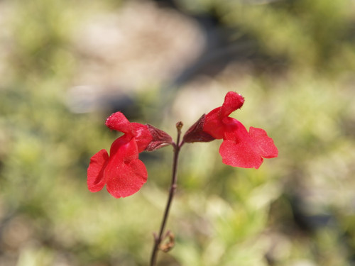 Salvia g. 'Balmircher' Mirage™ Cherry Red flowers close-up