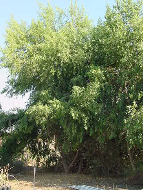 Salix gooddingii landscape/habit