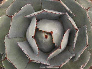 Agave parryi var. truncata (Artichoke Agave)