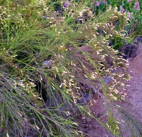 Russelia equisetiformis 'Yellow' flowers/foliage/habit