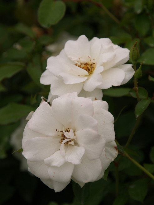 Rosa 'Iceberg' 1g