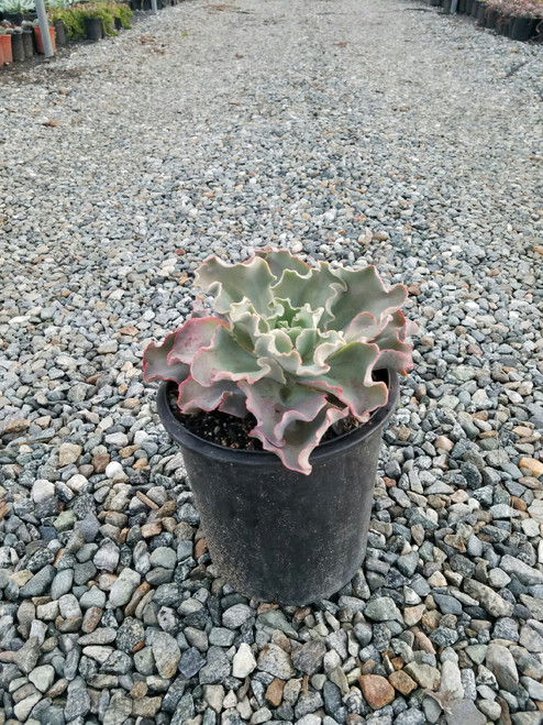 Echeveria 'Dick's Pink' foliage/habit