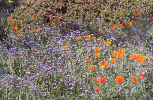 Sisyrinchium bellum landscape/habit