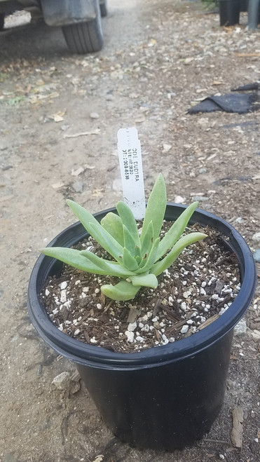 Dudleya traskiae growing in a 1g container. pre-sale size.