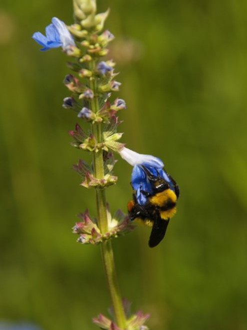 Salvia uliginosa flowers close-up