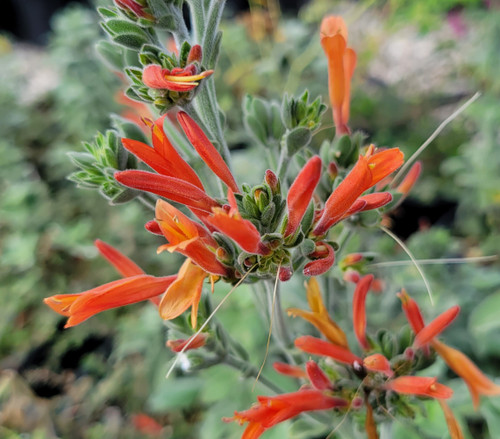 Dicliptera suberecta flower/flowers