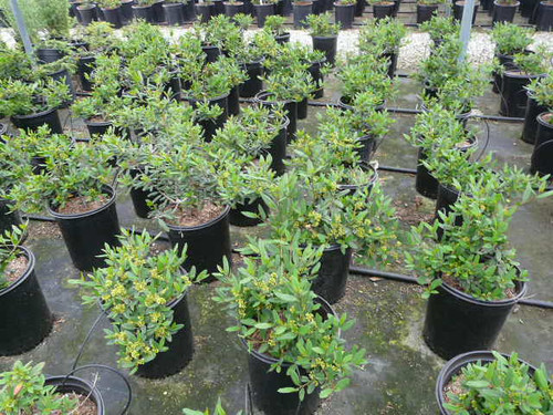 Rhamnus californica ‘Mound San Bruno’ (Frangula) foliage/habit