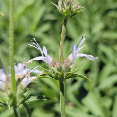 Salvia 'Thor' flower close-up