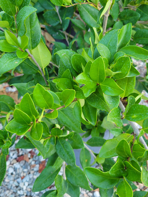 Ligustrum j. 'Texanum' foliage/foliage close-up