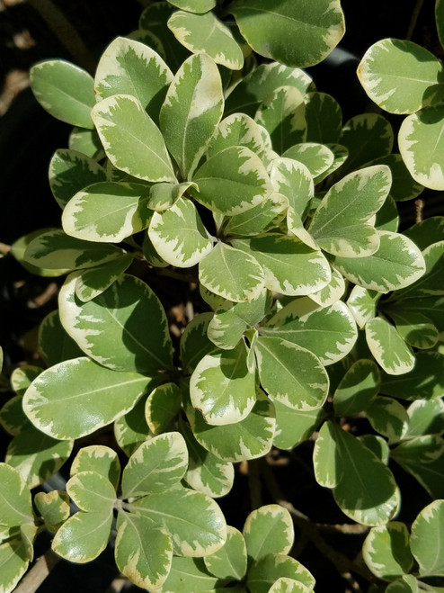 Pittosporum tobira Variegatum foliage