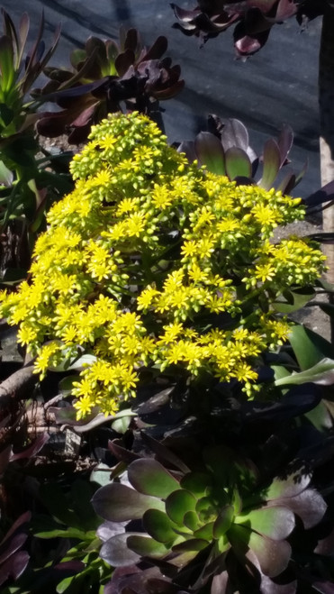 Aeonium 'Cyclops' flowers/flowers close-up