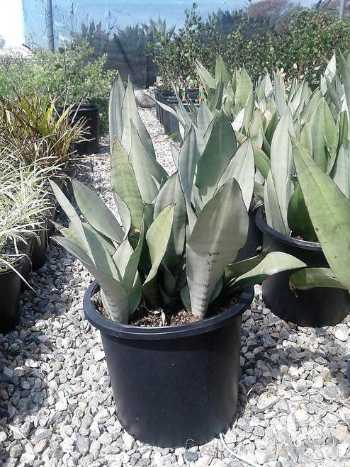 Sansevieria trifasciata 'Moonshine' habit