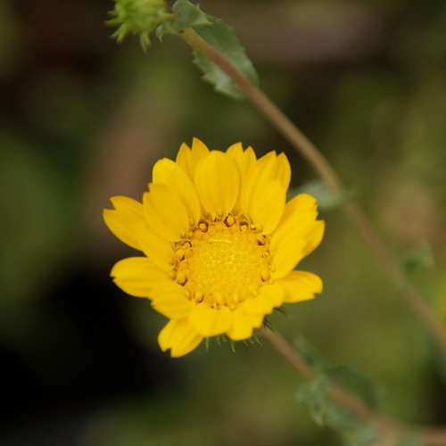 Grindelia camporum flower close-up