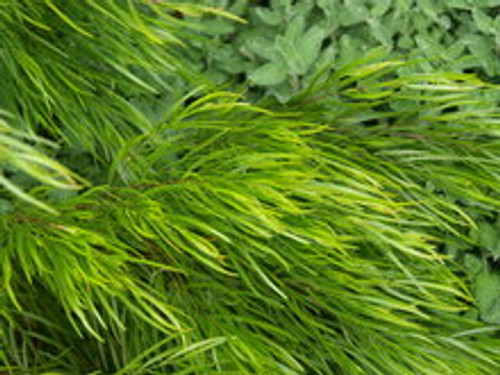 Acacia cognata Cousin Itt PPAF in a landscape