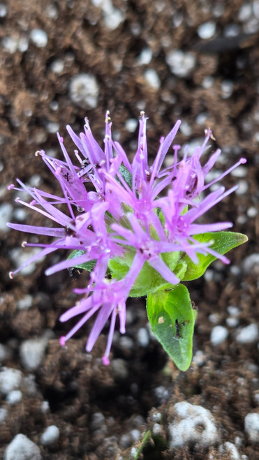 Monardella odoratissima flower close-up