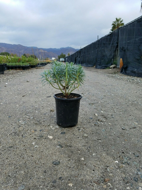 Euphorbia characias subsp. Wulfenii habit