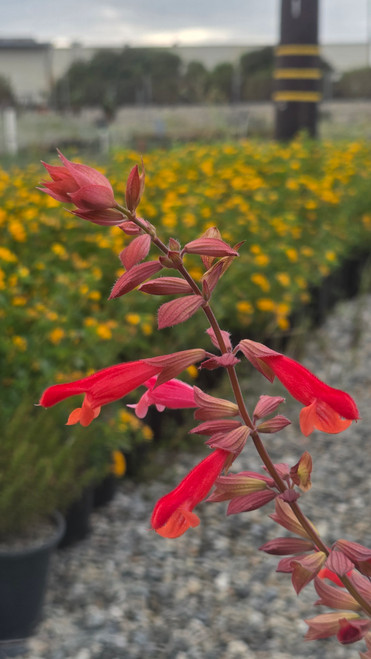 Salvia Ember’s Wish™ 'SAL010-1' PP 25,183 flowers close-up