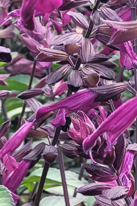 Salvia Love and Wishes™ _Ser-Wish_ PP 27,057 flower close-up