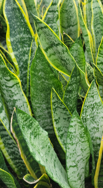 Sansevieria trifasciata 'Laurentii' (Variegated Snake Plant)