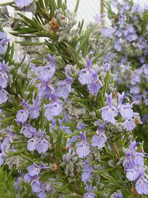 Rosmarinus officinalis 'Tuscan Blue' flowers