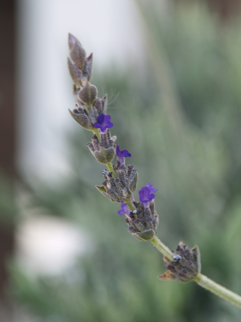 Lavandula 'Goodwin Creek' flower close-up