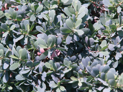 Leptospermum l. 'Reevesii' foliage close-up