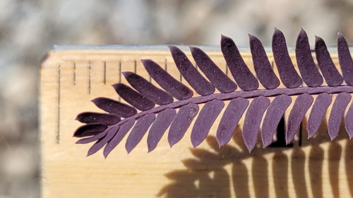 Acacia baileyana 'Purpurea' foliage close-up