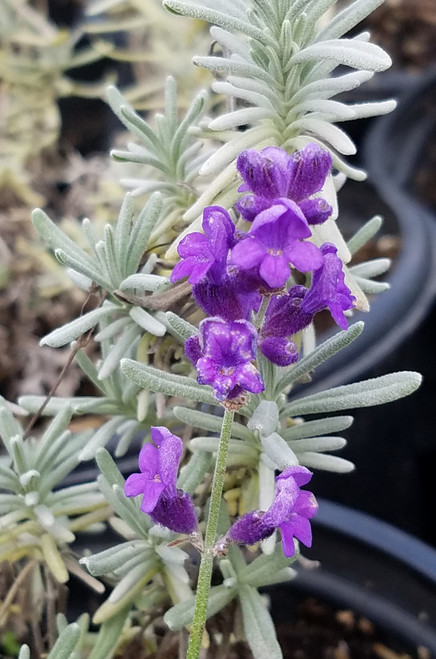 Lavandula angustifolia 'Hidcote Blue' 4"