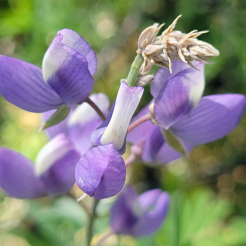 Lupinus longifolius (Violet Bush Lupine) | El Nativo Growers