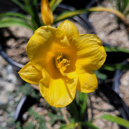 Hemerocallis 'Little Miss Sunshine' flower close-up