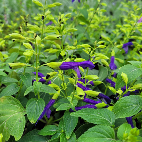 Salvia mexicana 'Limelight' (Mexican Sage Selection)