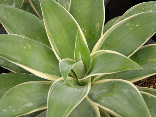 Agave attenuata 'Ray of Light' foliage close-up