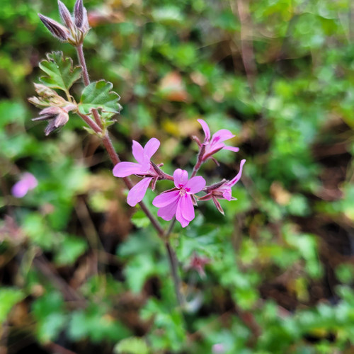 Pelargonium fragrans (Pelargonium - Scented, Apple)