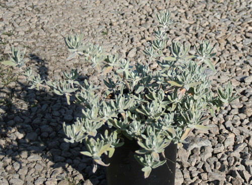 Salvia leucophylla 'Pt Sal Spreader' (Purple Sage Selection)